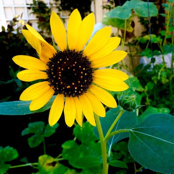 Meet your Posher, Sage - Picture 1 of 1